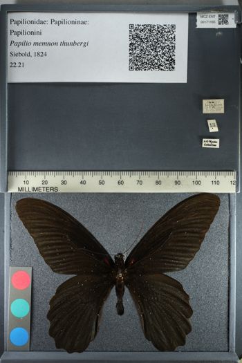 Media type: image;   Entomology 171165